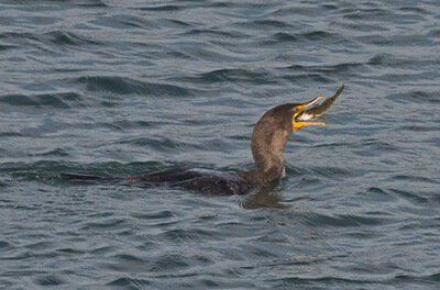 A Double-crested cormorant swallowing a fish